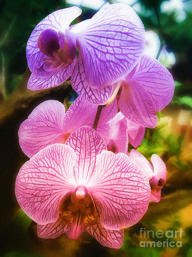  Rainbow Orchids Photograph by Elaine Manley