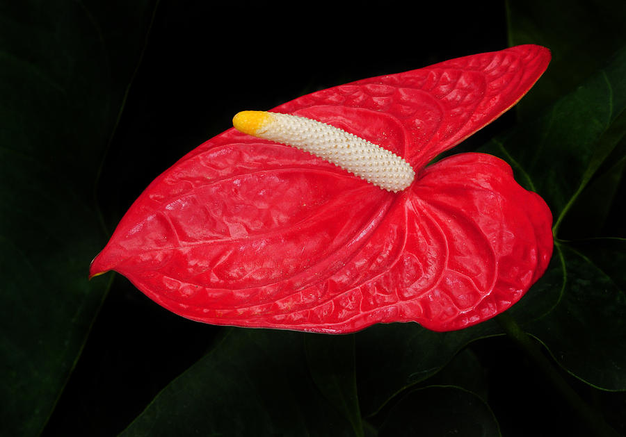  Red Calla Lily Photograph by Dave Mills