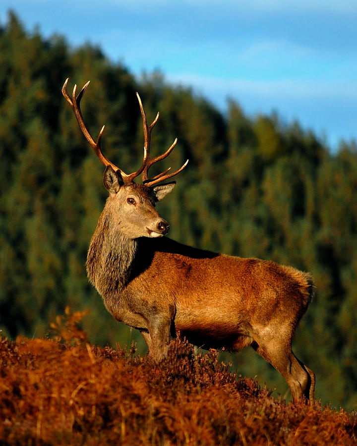  Red deer stag Photograph by Gavin Macrae