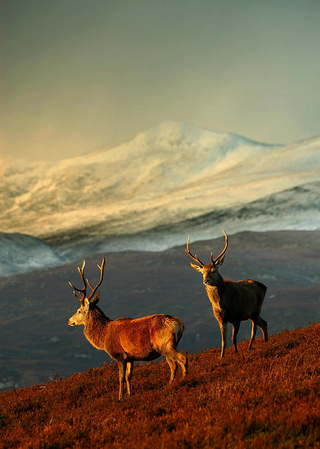  Red Deer Stags Photograph by Gavin Macrae
