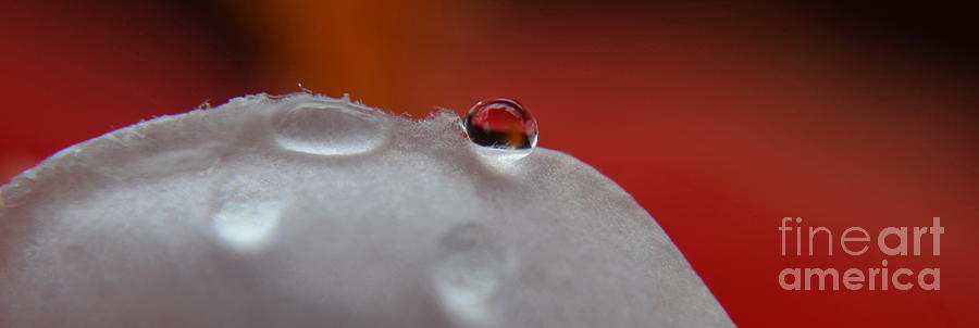  Red Drop Photograph by Michelle Meenawong