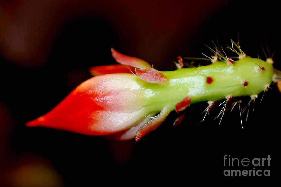  Red Orchid Cacti Bloom Photograph by Lila Fisher-Wenzel