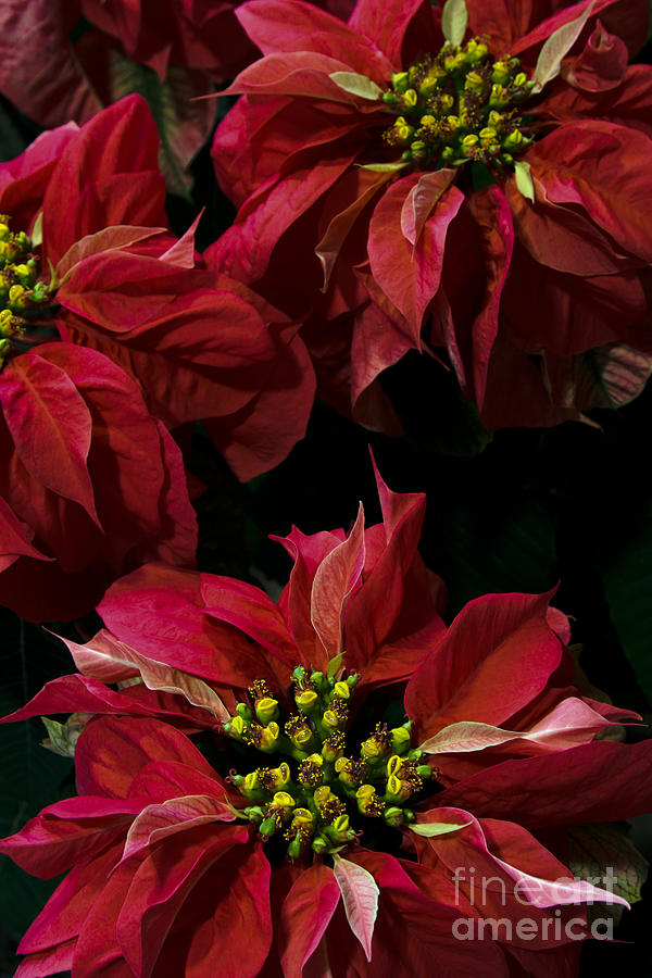  Red Poinsettias Flowers Photograph by Chris Scroggins