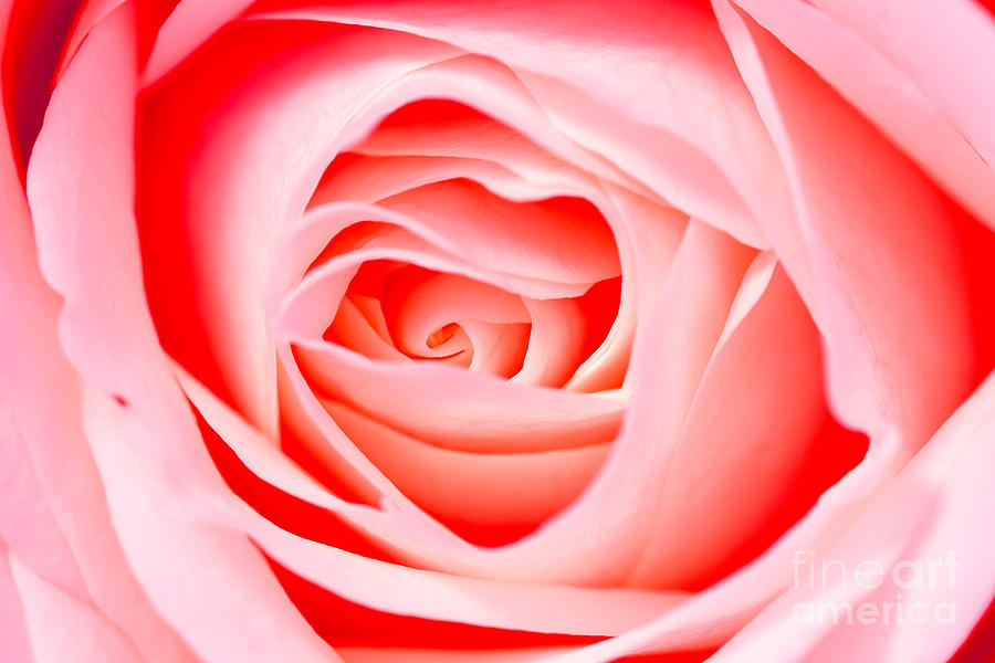 Red rose petals Digital Art by G J