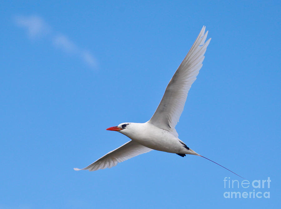  Red-tailed Tropicbird Photograph by Liz Leyden