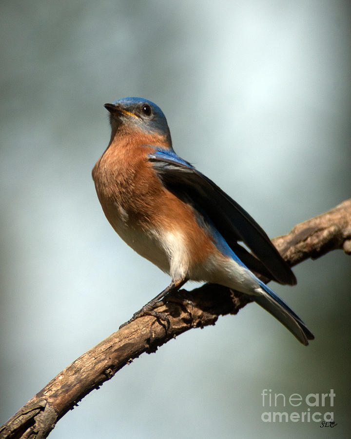  Regal -Bluebird Photograph by Sandra Clark