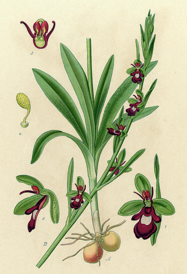 Related To The Bee Orchid (ophrys Drawing by Mary Evans Picture Library ...