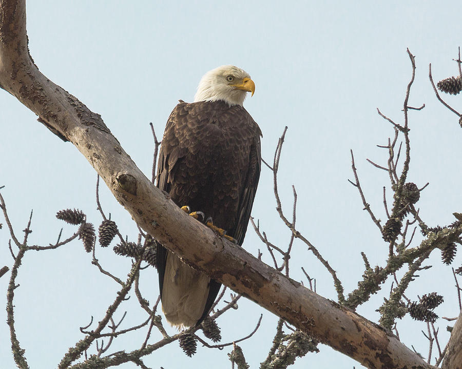  Resting Bald Eagle Photograph by Patricia Schaefer