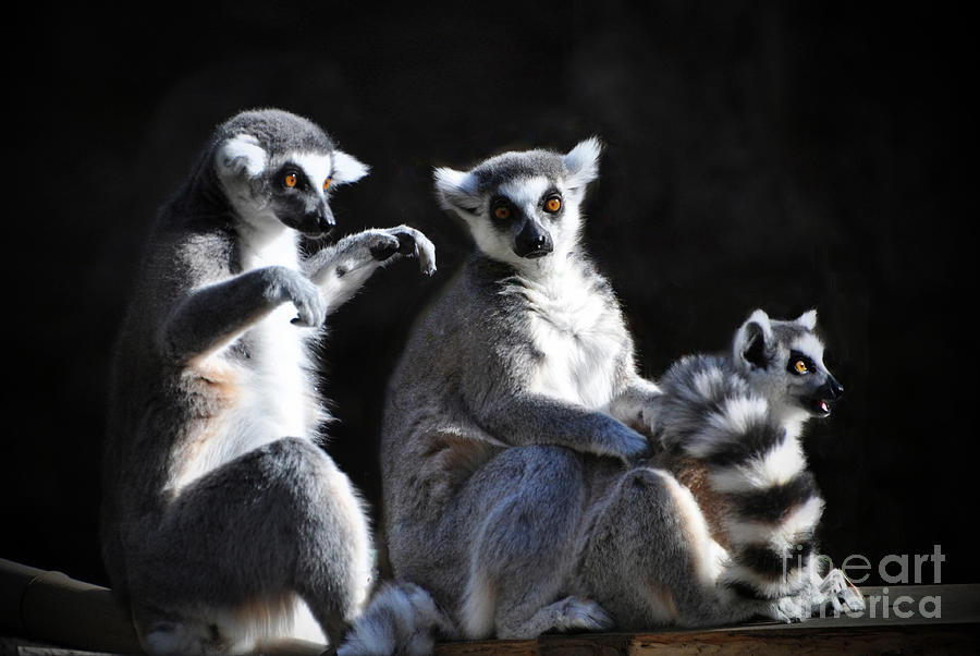  Ring-tailed Lemur Family Photograph by Savannah Gibbs