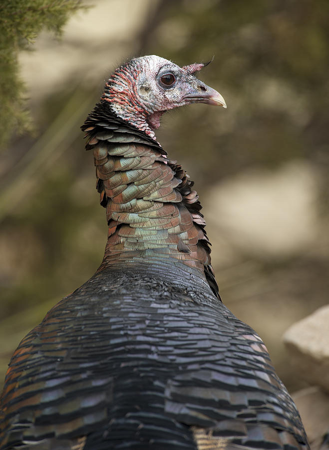  Rio Grande Wild Turkey Closeup Photograph by Gary Langley