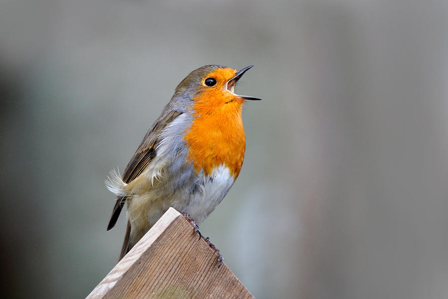  Robin Song Photograph by Gavin MacRae