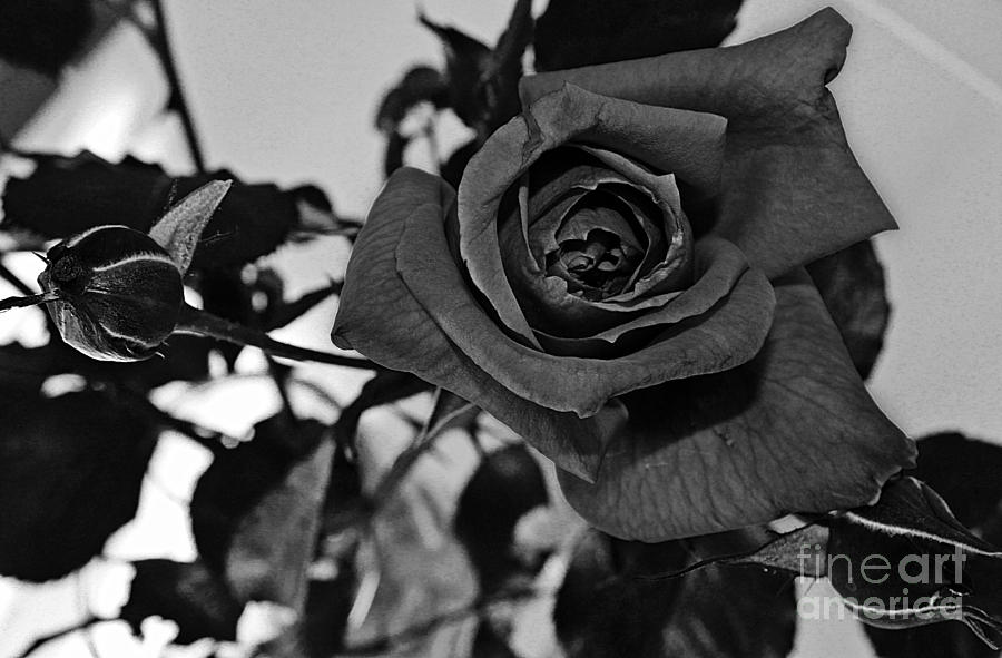  Rose in Black and White Photograph by Barbara A Griffin