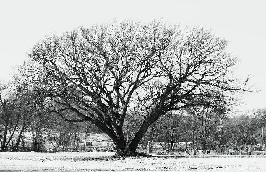   Rosss Untiring Tree Photograph by J L Zarek