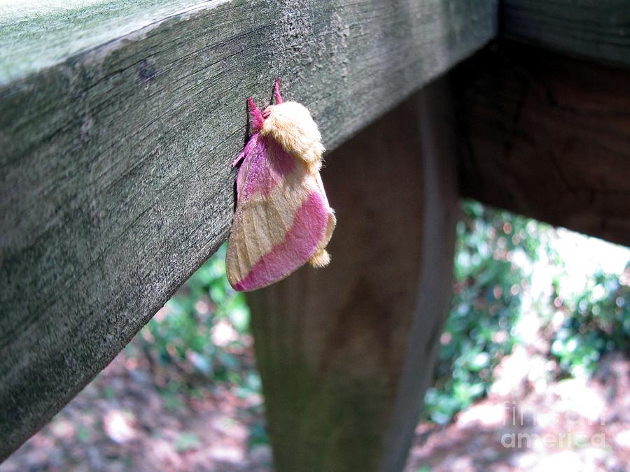  Rosy Maple Moth Photograph by Susan Carella