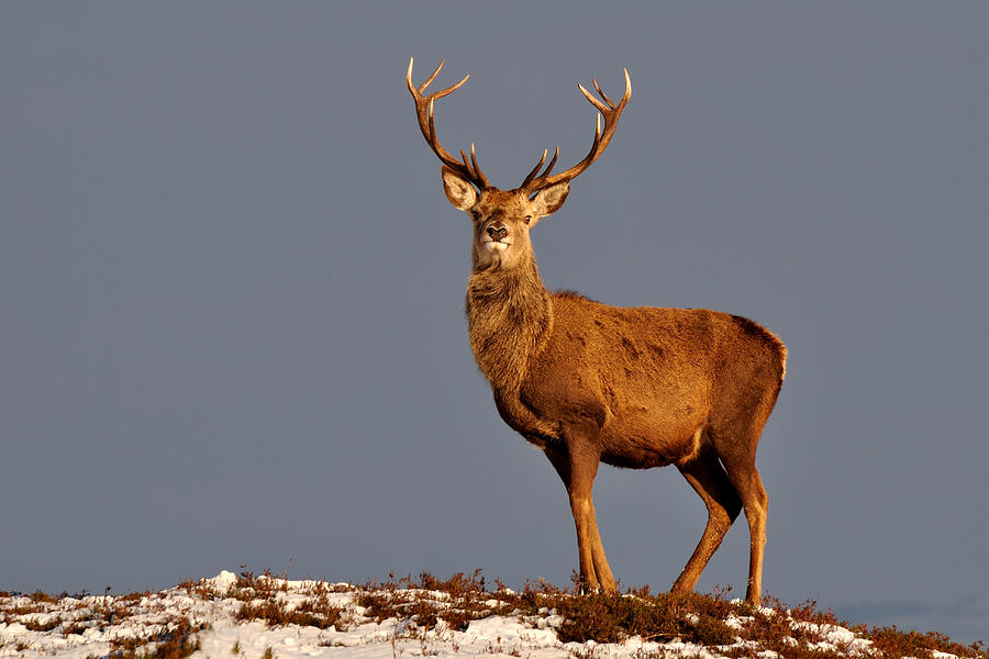 Deer Photograph -  Royal Stag by Gavin Macrae