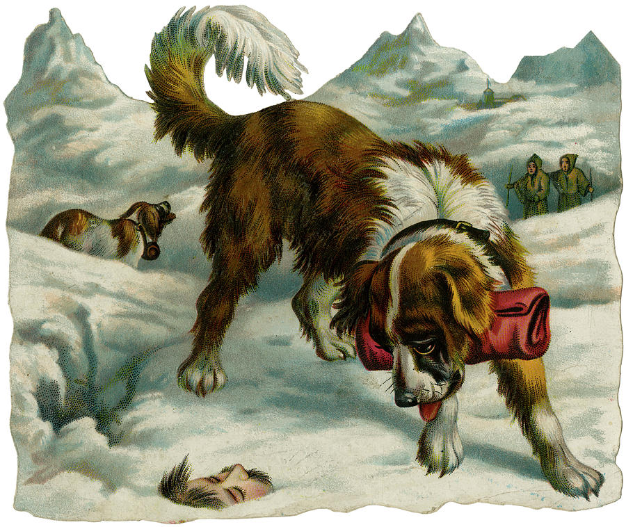 Dog Drawing -  Saint Bernards Discover A Man  Buried by Mary Evans Picture Library