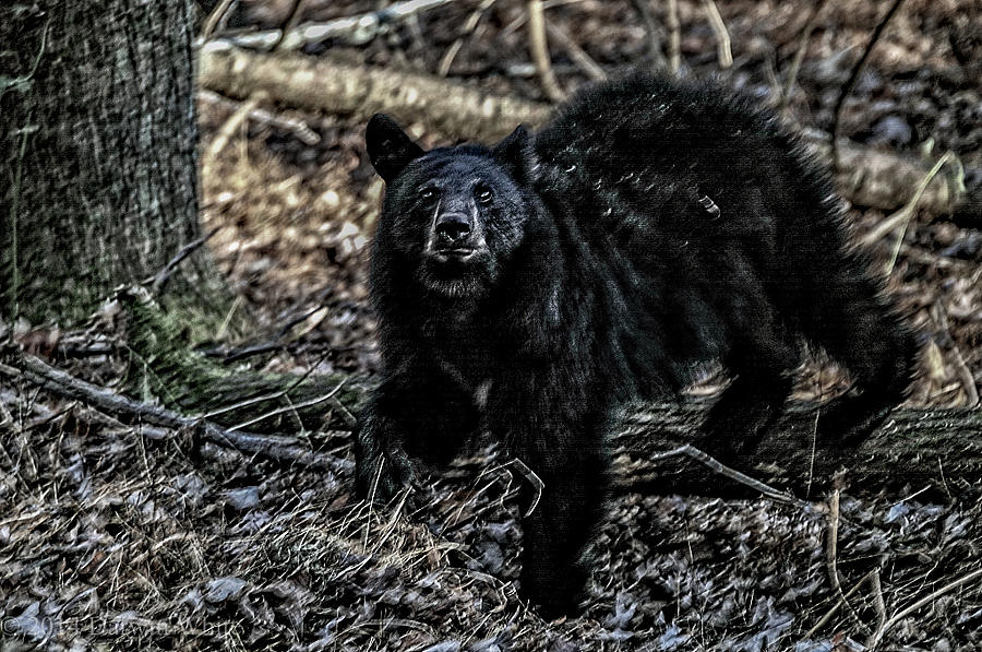 Scared Bear Photograph by Darwin White Pixels