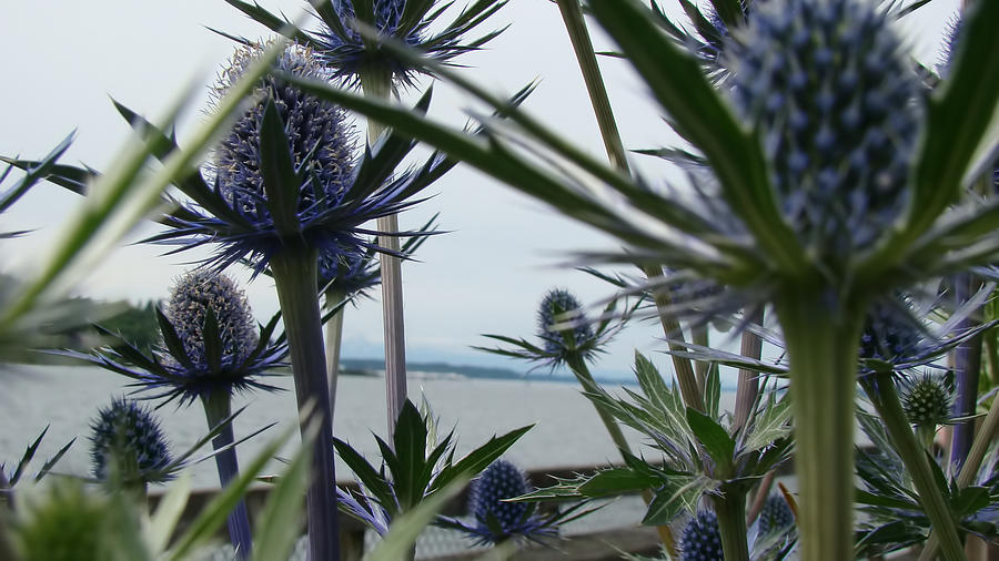  Sea Holly  Photograph by Beverly Guilliams