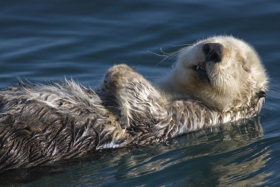  Sea Otter (Enhydra lutris) Sleeping Photograph by Michael Mike L. Baird flickr.bairdphotos.com