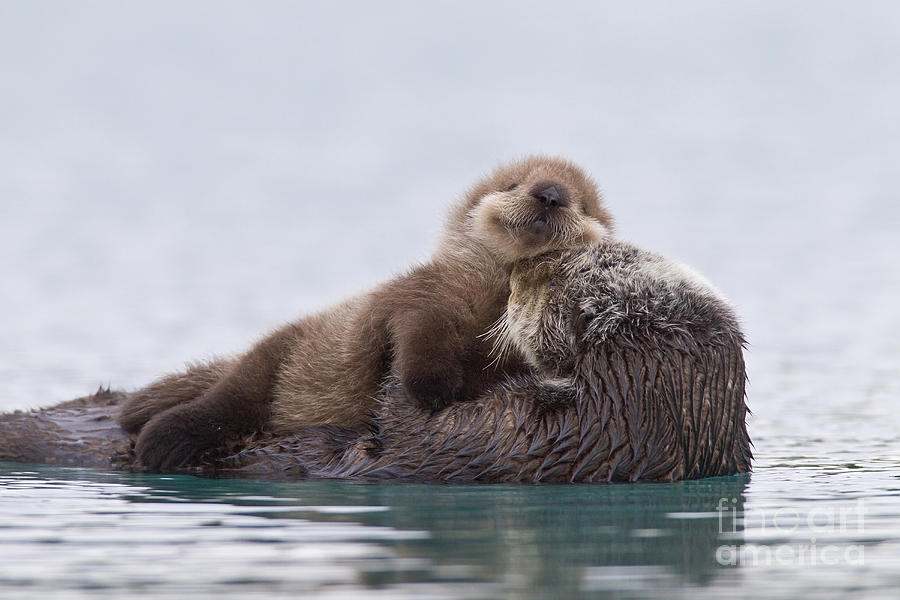 Sea otter with newborn pup Photograph by Milo Burcham - Pixels