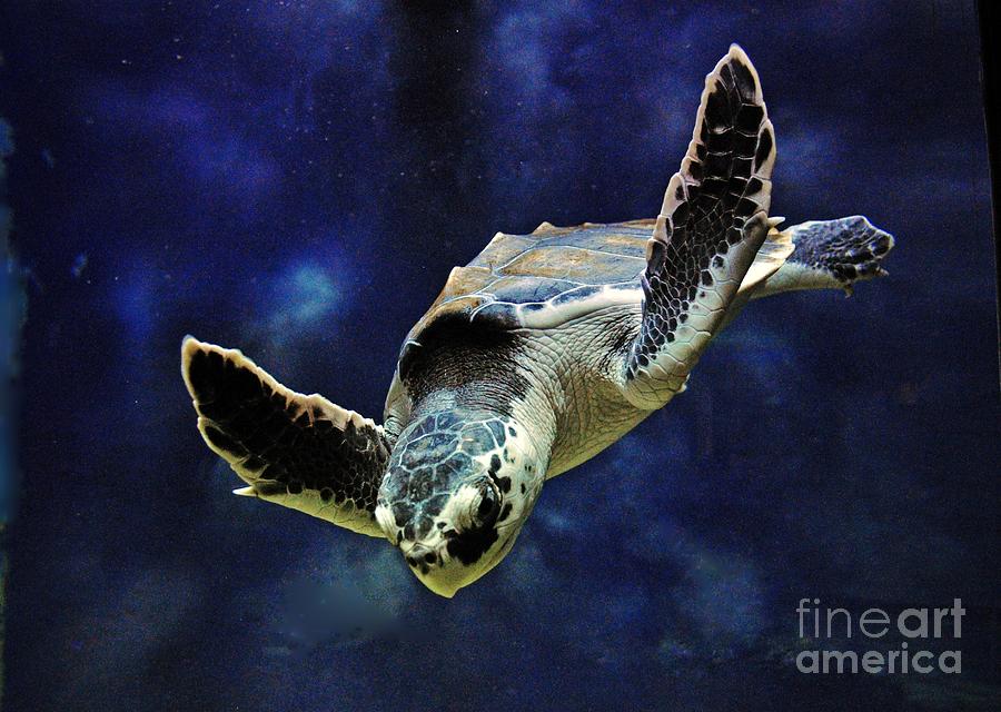  Sea Turtle Photograph by Savannah Gibbs