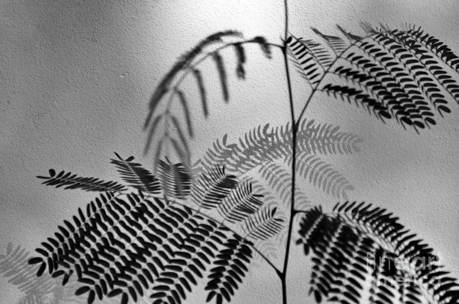  Shadows #2 Photograph by Michelle Meenawong