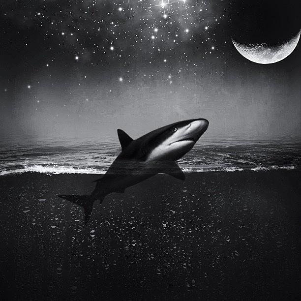 // Shark Tales // ⚡stock : Deviant Art Photograph by Usman Ali