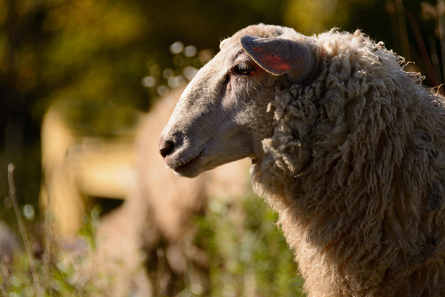 Sheep Photograph by Ludmila Nayvelt | Fine Art America