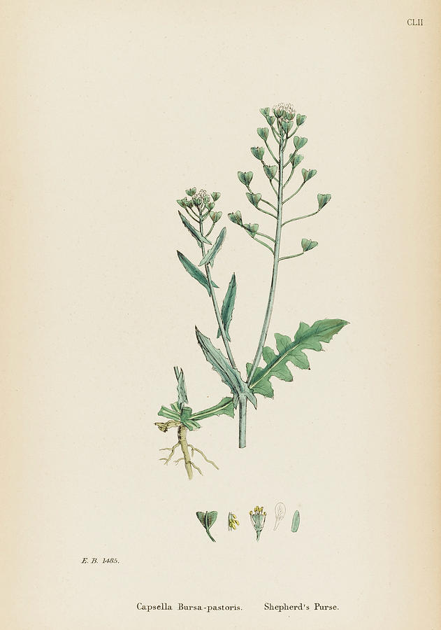 Shepherd's Purse (Capsella bursa-pastoris) Annual - Annie's Heirloom Seeds