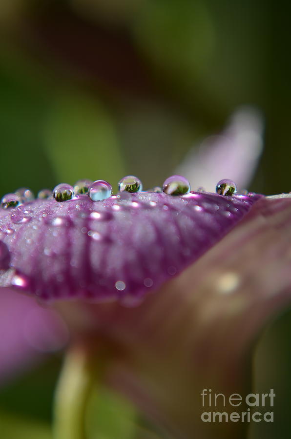  Shiny Drops #1 Photograph by Michelle Meenawong