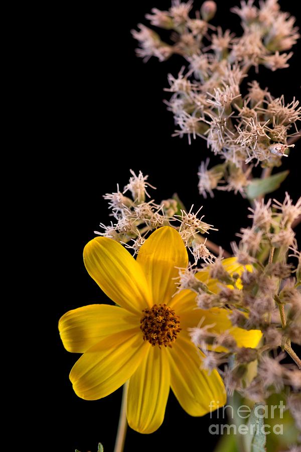  Shy Yellow Flower Photograph by Sandra Clark