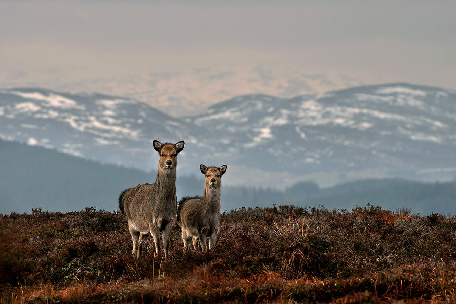    Sika Deer Photograph by Gavin Macrae