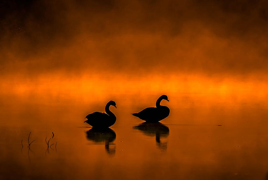  Silhouette Swans  Photograph by Brian Stevens