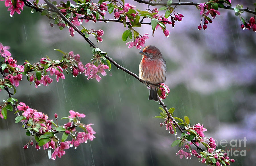 Nature Photograph -  Singing in the Rain  2   by Nava Thompson