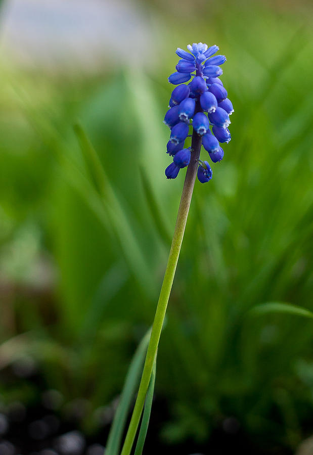  Single Muscari or grape hyacinth Photograph by Eti Reid