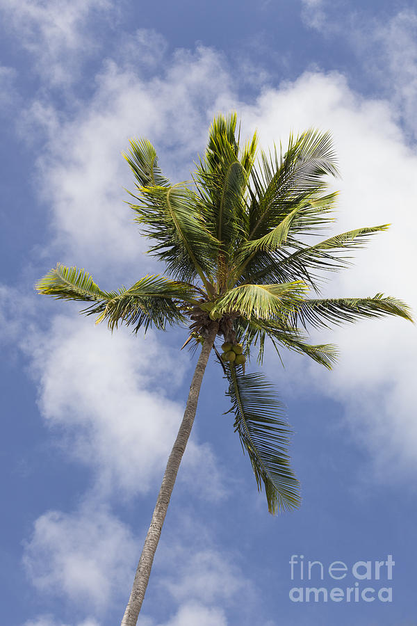  Sky and Palm Tree With Coconuts Photograph by Bryan Mullennix