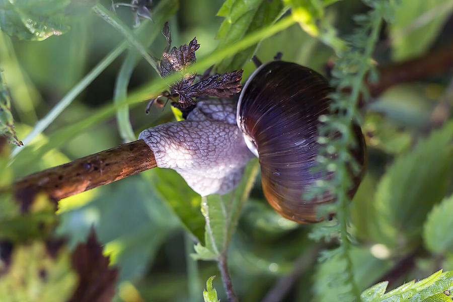 Snail on plant Photograph by Algirdas Gelazius