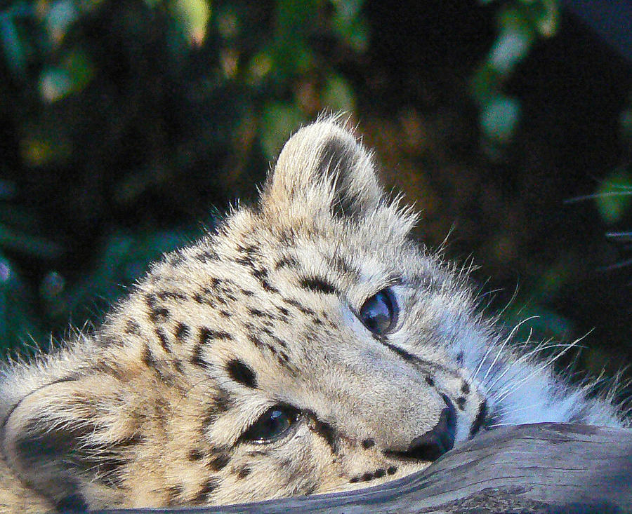  Snow Leopard Cub Photograph by Margaret Saheed