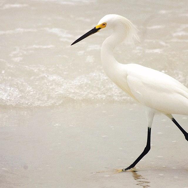 Vscocam Photograph - • Snowy Egret by Jayna Wallace