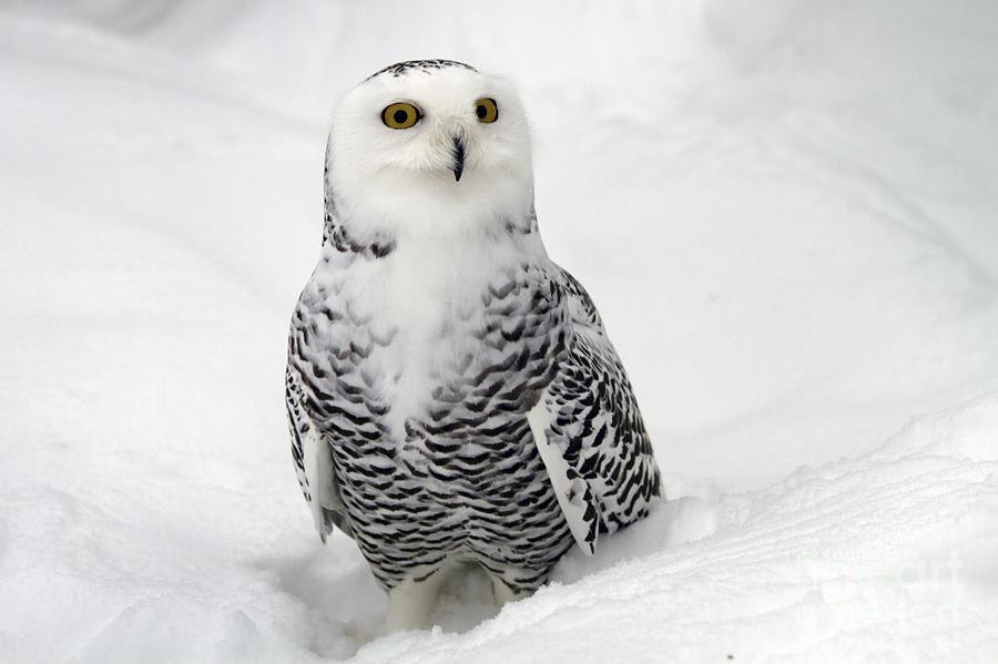  Snowy Owl Bubo scandiacus Photograph by Lilach Weiss