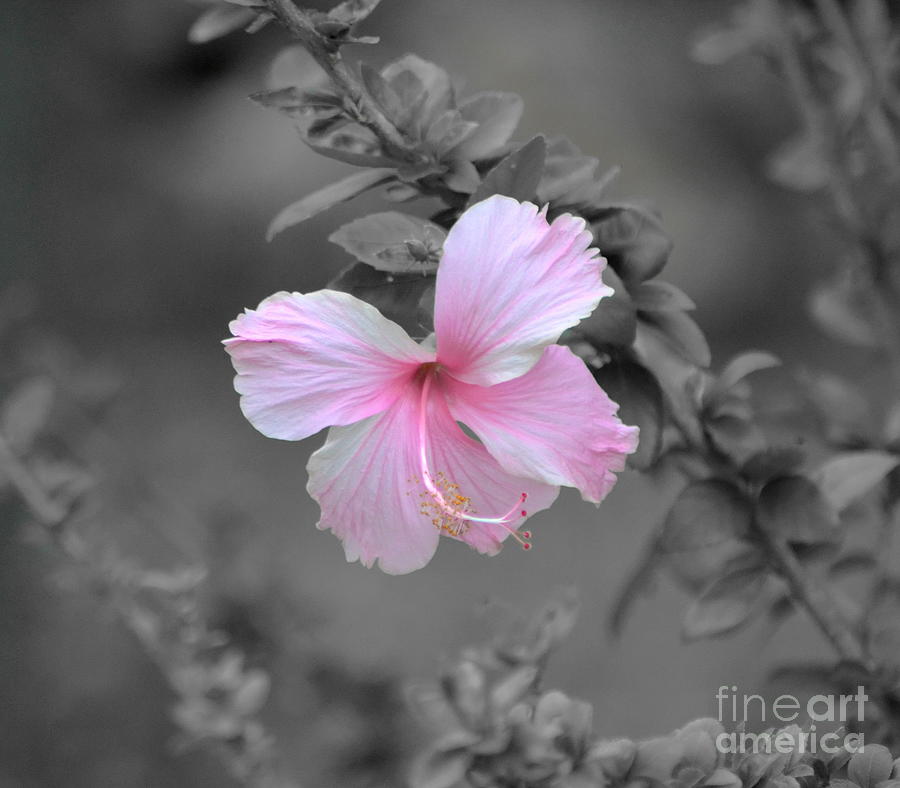  Soft Pink Photograph by Michelle Meenawong