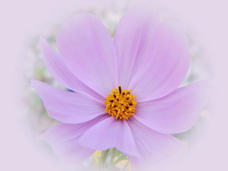  Soft Purple Cosmos Photograph by Judy Genovese