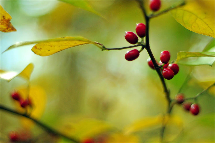  Spicebush with Red Berries Photograph by Rebecca Sherman