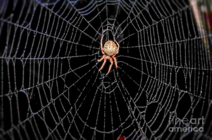  Spider in Web  Photograph by Peggy Franz