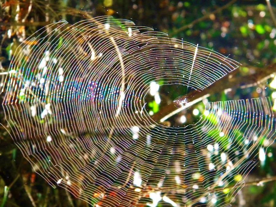 Spinning Spider Web Digital Art by Matthew Seufer