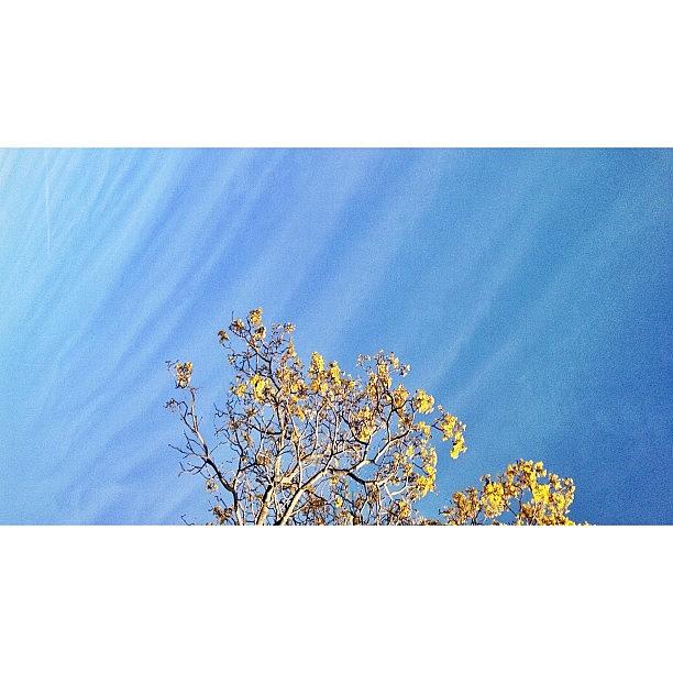 💙 Spring 💛 Photograph by Beatriz Breton 