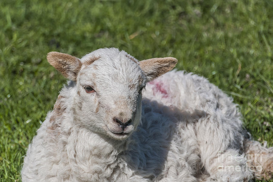 Spring Lamb 2 Photograph