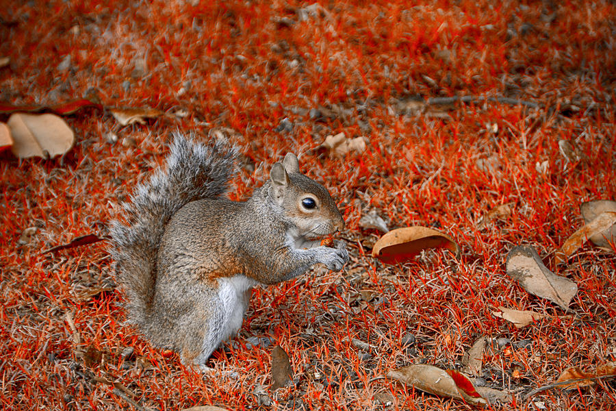  Squirrel in the Park Photograph by Douglas Barnard