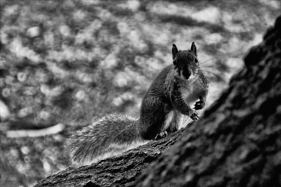 Squirrel in the Park V3 Photograph by Douglas Barnard