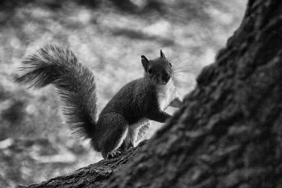  Squirrel in the Park V4 Photograph by Douglas Barnard